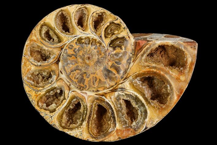 Sliced, Agatized Ammonite Fossil (half) - Jurassic #110731